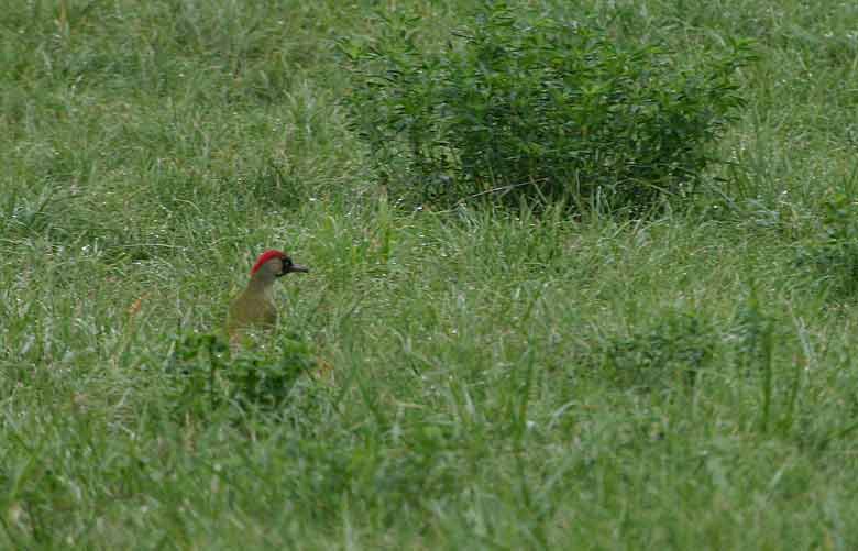 Pic vert. On comprend mieux l'intrt de la couleur de son plumage